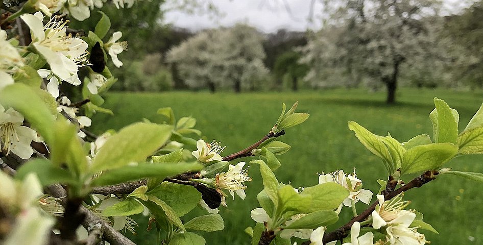 Zwetschgen blühen auf einer Wiese