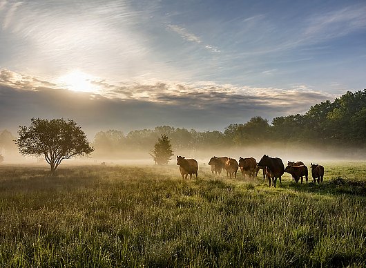 biodiversity through cattle grazing ©LPV Kelheim extensive cattle grazing in the Niederleierndorf nature reserve, district of Kelheim