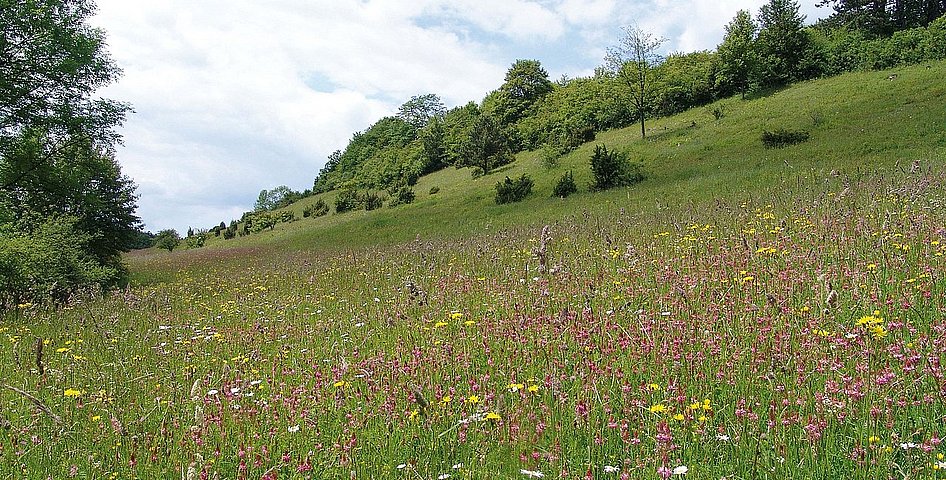 Artenreiche Bergwiese. © LPV Main-Kinzig-Kreis